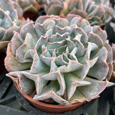 沅鈺農場 多肉植物 天鵝湖