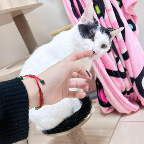 ［森然小舖］棉小編 1元自助下單區 直播下單區 客訂下單區 補差額下單區～～～～