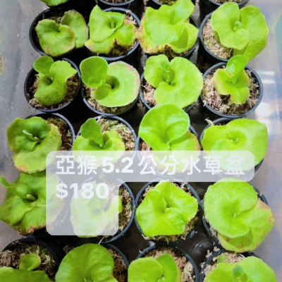 亞猴鹿角蕨 2吋水草盆 180元